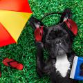 Dog in grass next to umbrella listening to music with headphones
