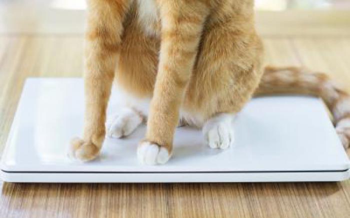 Orange cat sitting on closed laptop