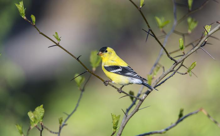American goldfinch in a budding tree