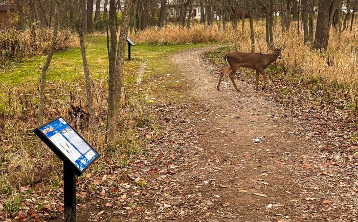 Deer in Moses Wright Nature Area path near Story Stroll sign holders