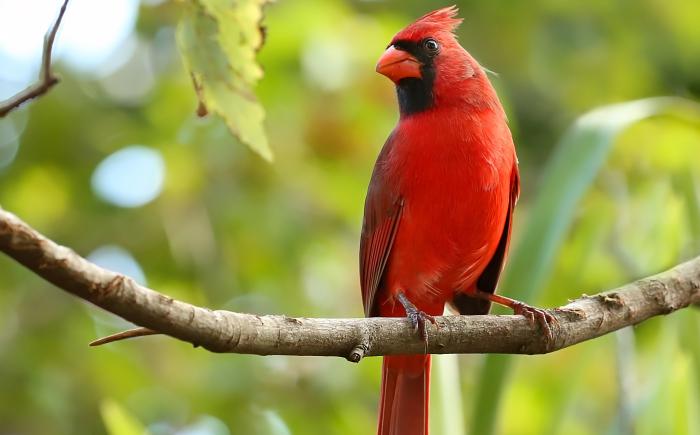 A male cardinal on a tree branch