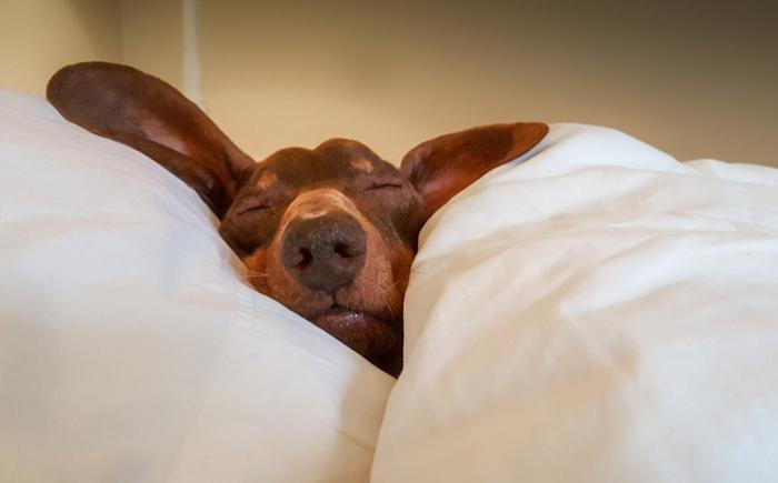 Dog sleeping under a blanket with head on pillow