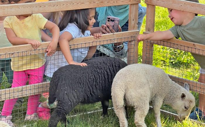 Children petting sheep in an enclosure