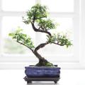 Potted bonsai tree