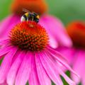 A bumblebee sits atop a purple coneflower