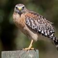 Red-shouldered hawk