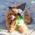 Dog wearing a witch hat