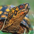 Box turtle