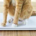 Orange cat sitting on closed laptop