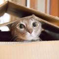 Cat with wide eyes popping its head out of a cardboard box