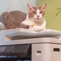 Cat on a copier