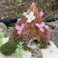 Fairy house covered with pine needles and flower petals