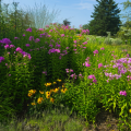 Bright yellow flowers grow beneath vivid pink phlox on a slope in a natural garden.