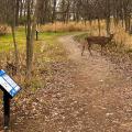 Deer in Moses Wright Nature Area path near Story Stroll sign holders