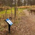 Deer in Moses Wright Nature Area path near Story Stroll sign holders