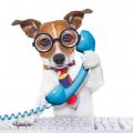 Dog in glasses and a tie answering the phone