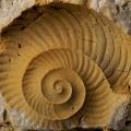 Image of a fossil encased in rock.