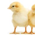 Two chicks