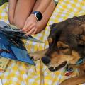 Child reading to a dog outdoors