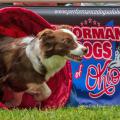 A performance dog running through a mesh tunnel