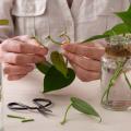 Person prepares to root leaf cuttings in glass jars