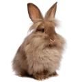 A brown rabbit
