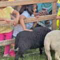 Children petting sheep in an enclosure