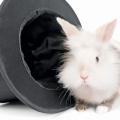 Rabbit next to a top hat