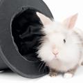 Rabbit next to a top hat