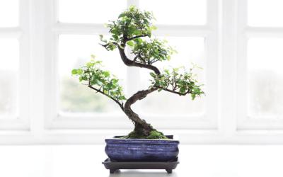 Potted bonsai tree