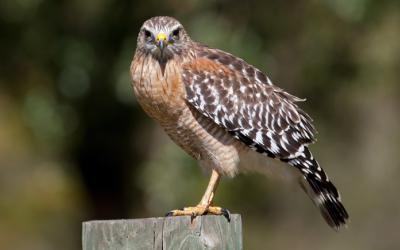 Red-shouldered hawk