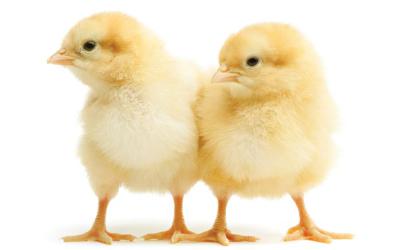 Two chicks