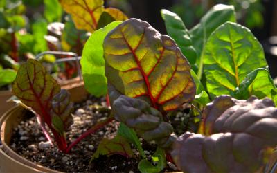 Swiss chard growing in a container