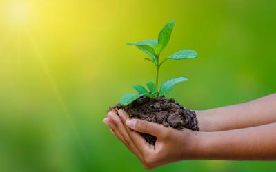 Adult hands holding seedling in dirt