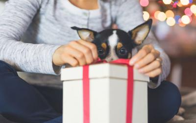 Woman tying ribbon on gift with dog looking on