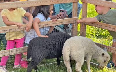 Children petting sheep