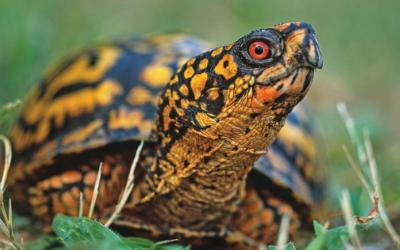 Woodland box turtle