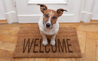 Dog sitting on a welcome mat
