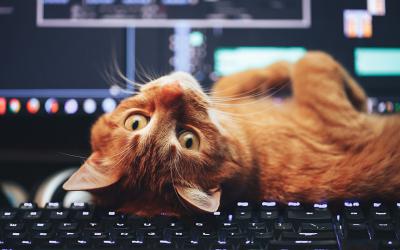 Orange cat lying on computer keyboard