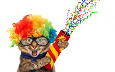 Cat wearing rainbow wig with confetti