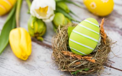 Tulips beside a decorated egg in a bird's nest