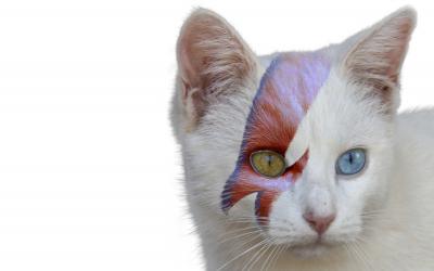 Cat with different colored eyes and a David Bowie-esque lightning bolt on its face