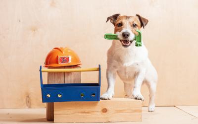 Small dog with a plastic hammer in its mouth, next to a hard hat and toolbox