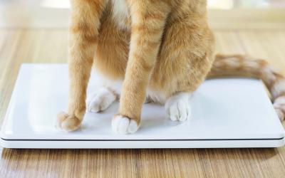 Orange cat sitting on closed laptop