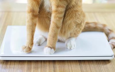 Cat sitting on closed laptop