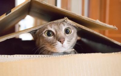 Cat with wide eyes popping its head out of a cardboard box