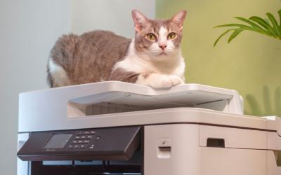 Cat on a copier