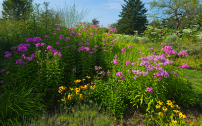 Bright yellow flowers grow beneath vivid pink phlox on a slope in a natural garden.