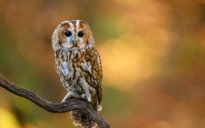 An image of an owl sitting on a branch