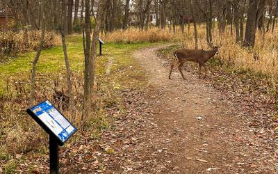 Deer in Moses Wright Nature Area path near Story Stroll sign holders